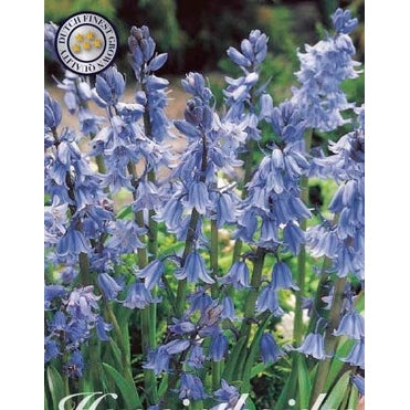 Spansk klokkehyasint - Hyacinthoides hispanica 'Blue' 10-pakning